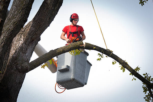 Best Fruit Tree Pruning  in Cobden, IL